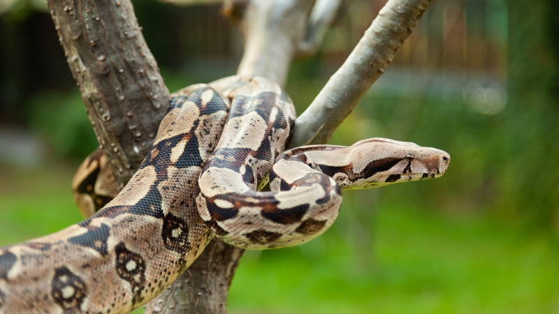 Officials said this morning they have been 'alerted to a sighting of a boa constrictor' slithering around the waterside suburb of Sylvania.