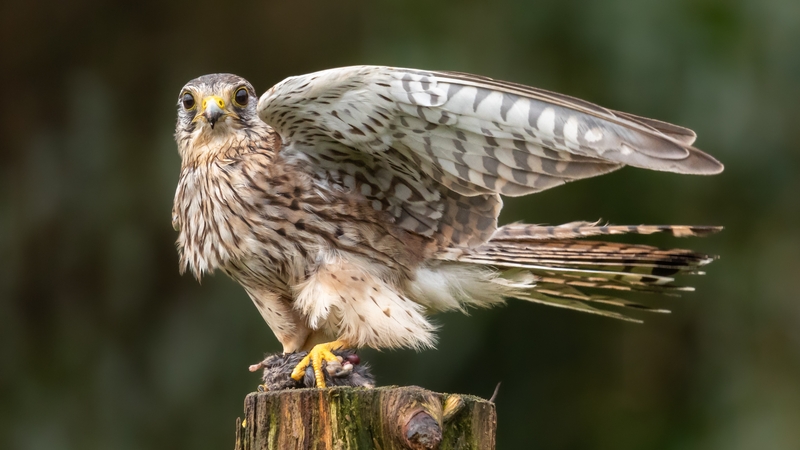 Kestrel numbers have decline by around 45% since 1998 (stock image)