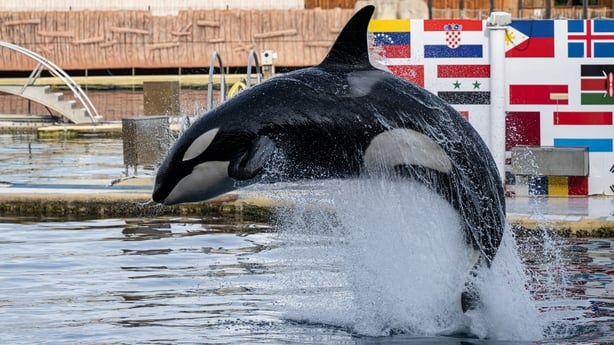 Orca in Marineland