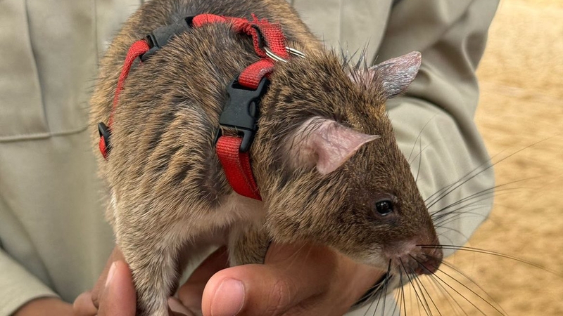 Ronin has tracked down 109 landmines and 15 other potentially deadly war remnants since his deployment in Cambodia