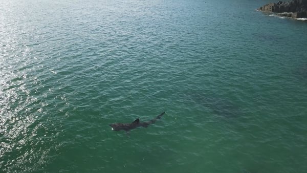 Basking Sharks can grow to 12 metres in length, can weigh up to six tonnes and feed primarily on plankton