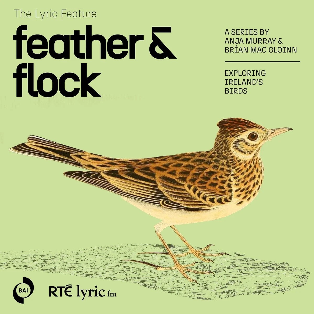 Feather and Flock - The Skylark  | The Lyric Feature