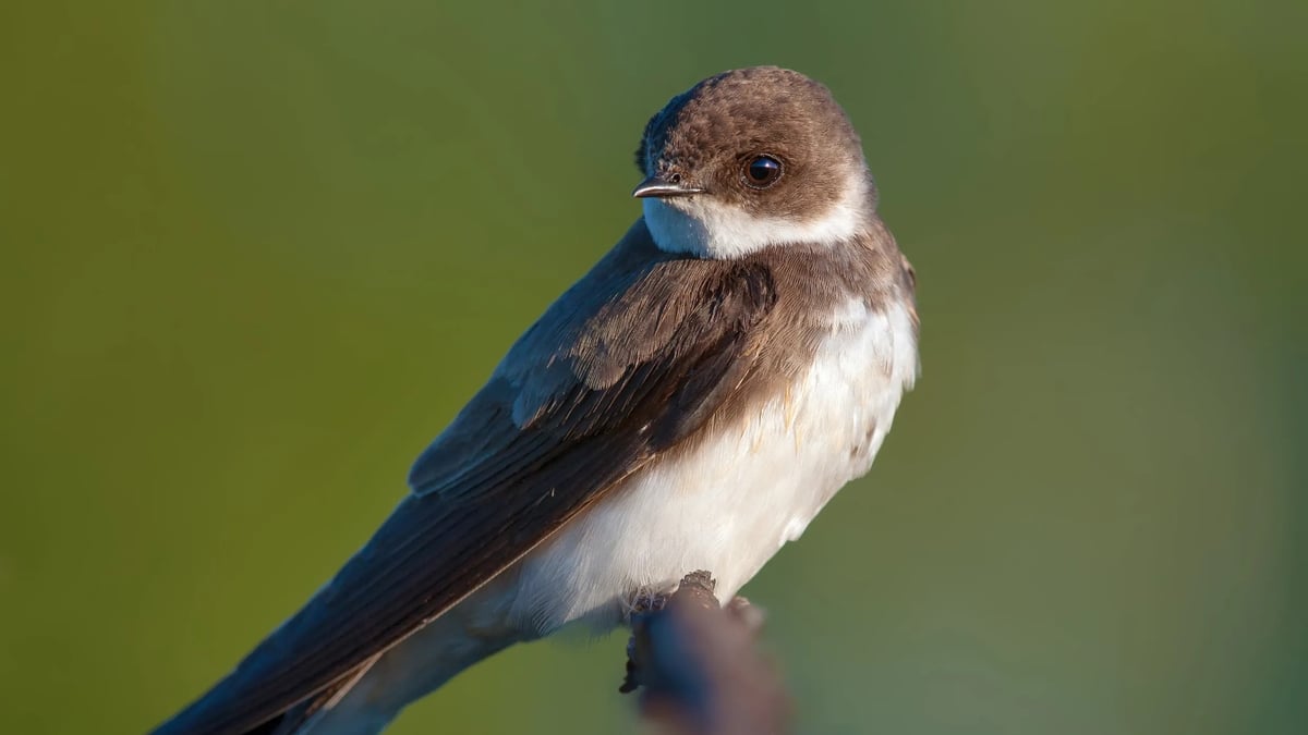 Naturefile - Sandmartins