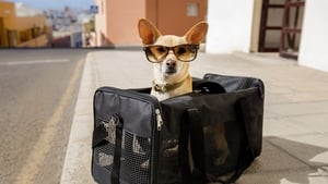 Travelling with your pet show image