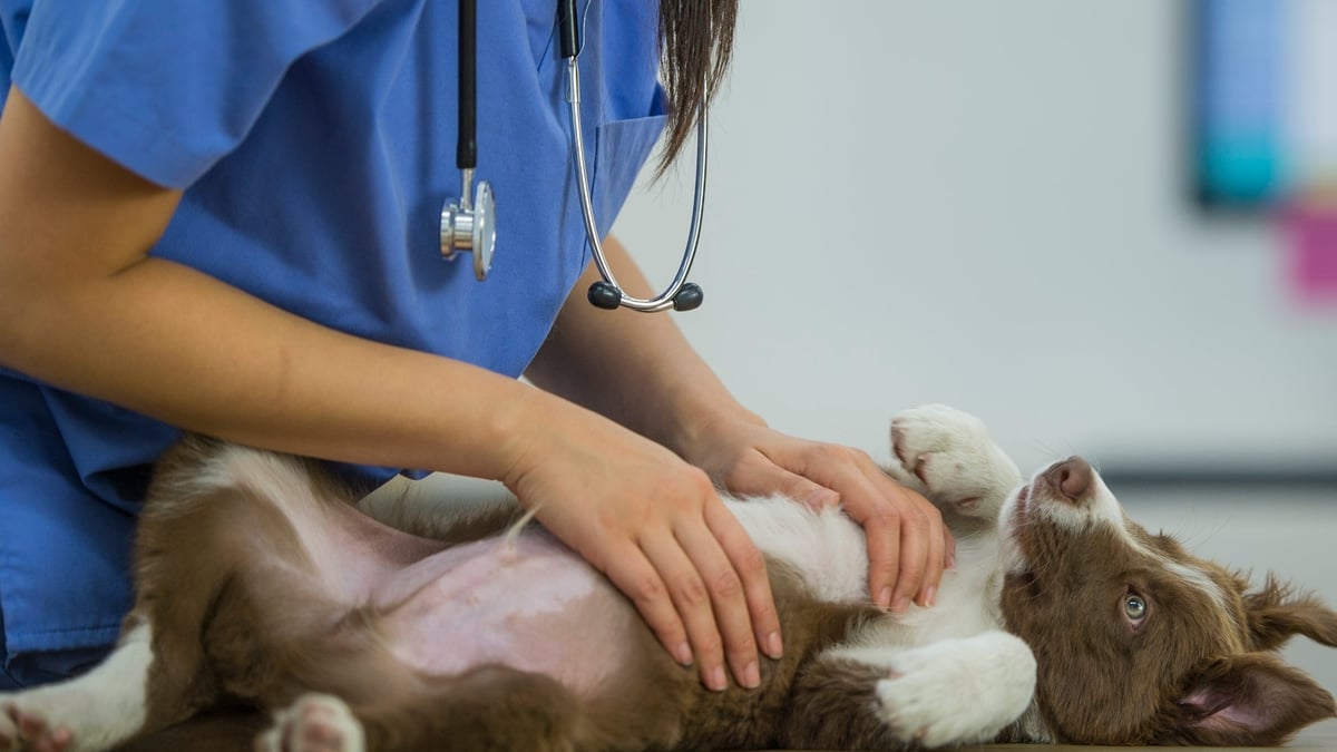 Pet insurance – is it worth it?