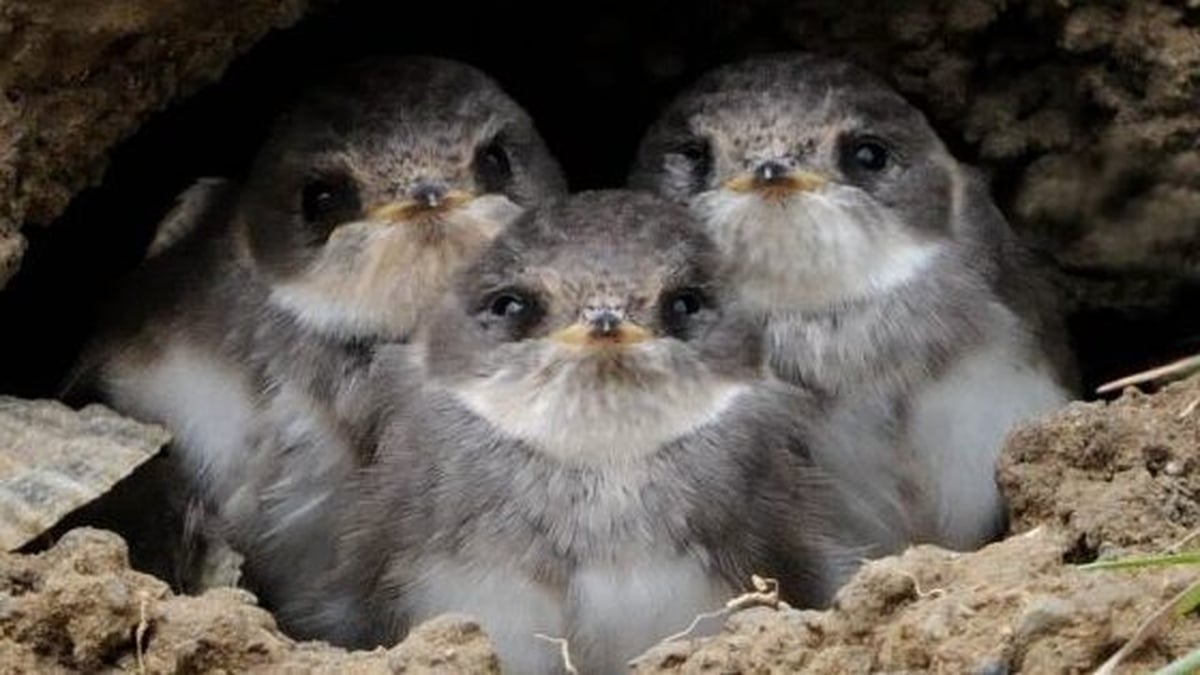 Looking ahead to NestWatch 2025