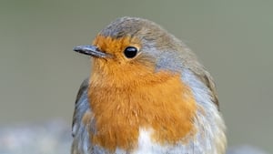 Mooney Goes Wild Monday 15 December 2025 show image