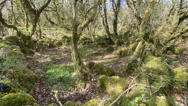 Many of the trees in Coill Sheanadh Gharráin are thought to be 400 years old