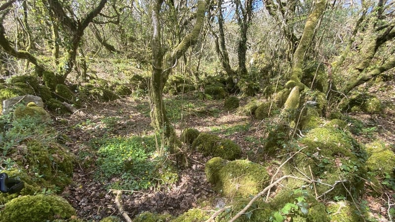 Many of the trees in Coill Sheanadh Gharráin are thought to be 400 years old