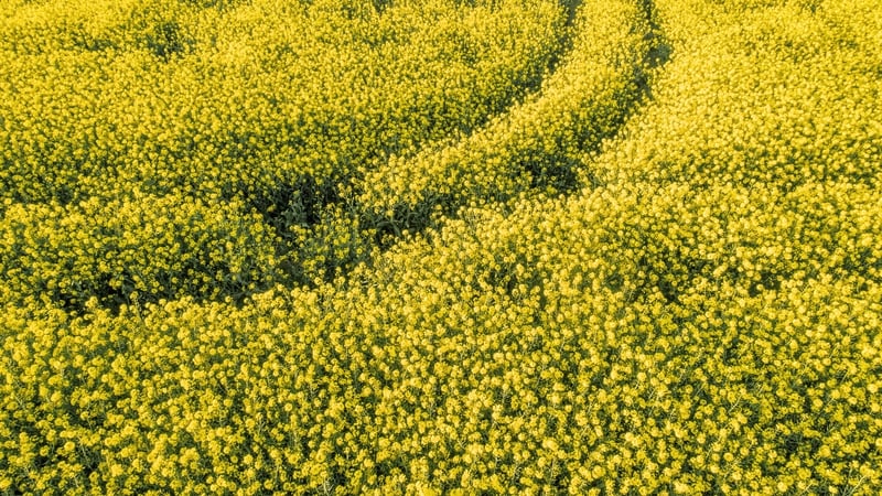 Rapeseed oil retail sales reached €24.7m in Ireland last year