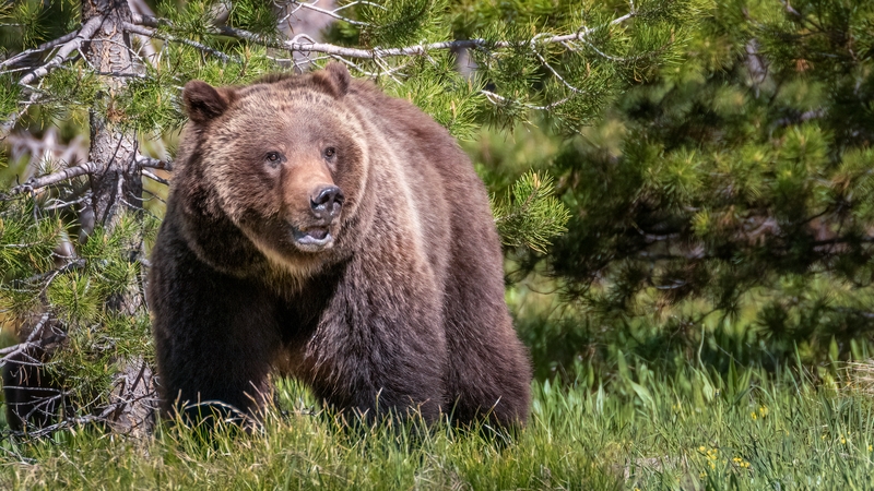 The Endangered Species Act has been credited with saving iconic species such as the grizzly bear from extinction