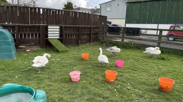 Swans at the centre
