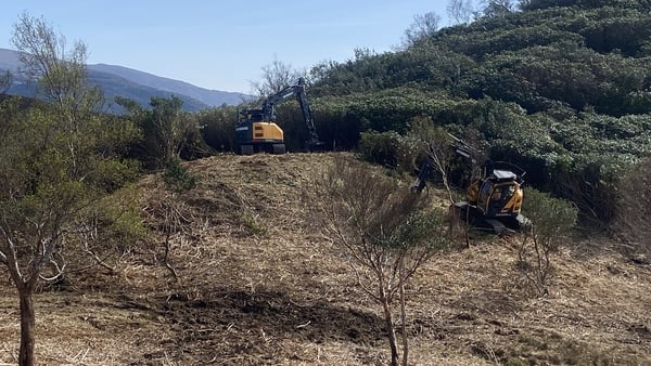 In recent months, there has been significant progress made at Killarney National Park to eradicate rhododendron