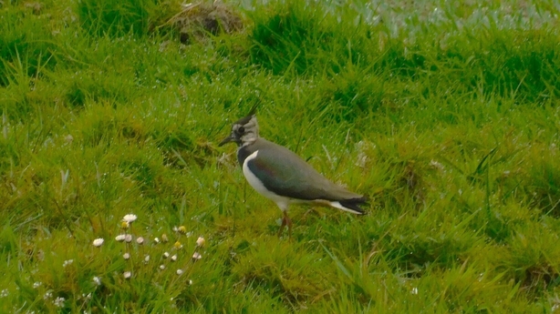 The number of breeding waders has declined sharply in recent years with species like the curlew, lapwing, redshank and snipe