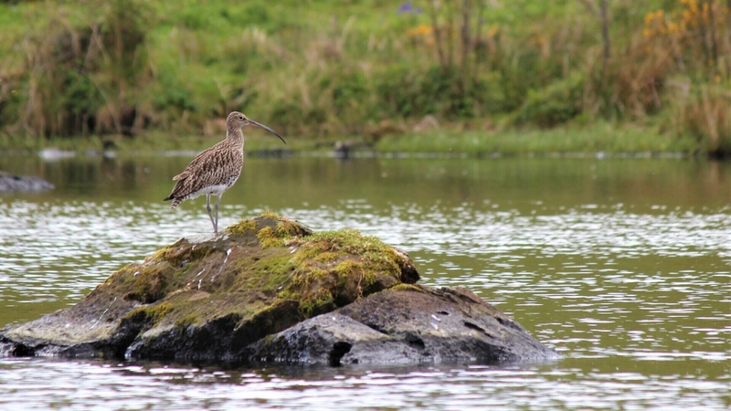 The number of breeding waders, like the curlew, has declined sharply in recent years (Pic: Amy Burns)
