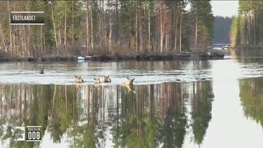 Moose herds crossing river a soothing watch in Sweden