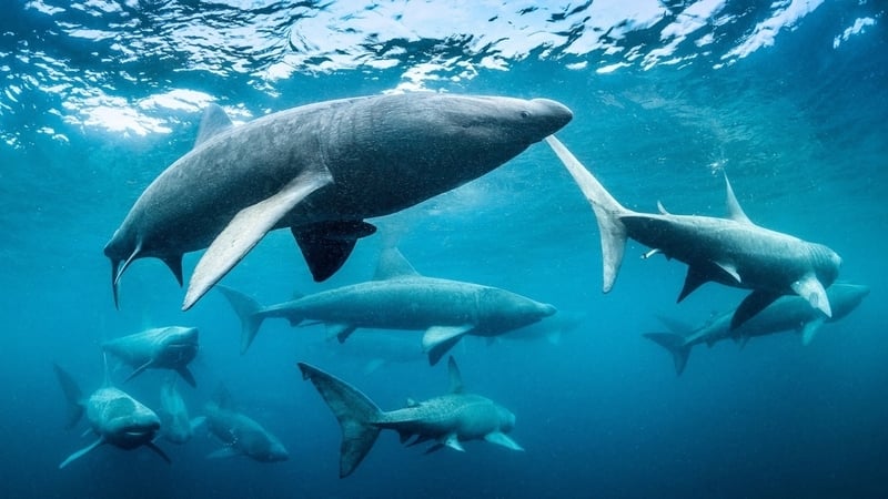 Ireland's Wild Islands has taken home the top prize of Best Series at the 2025 International Wildlife Film Festival Photo: George Karbus