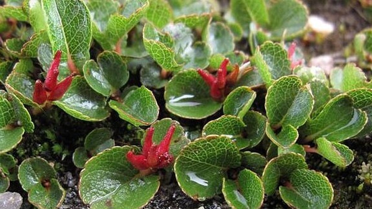 Dwarf Willow