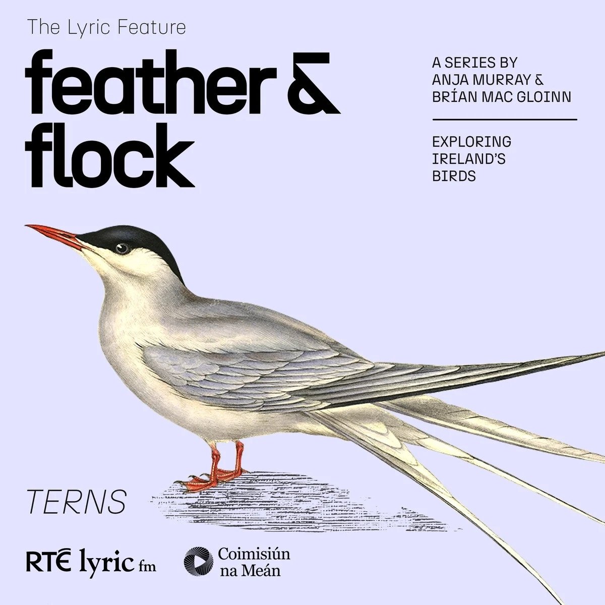 Feather and Flock - The Tern | The Lyric Feature