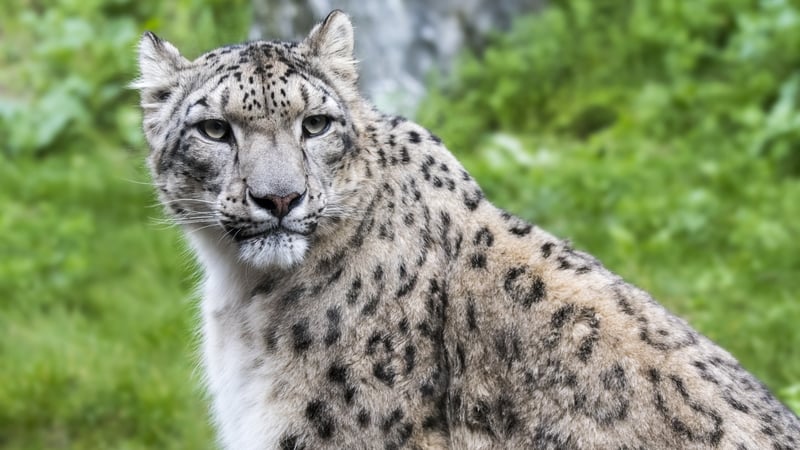 Habitat loss, climate change and poaching have greatly impacted snow leopard populations across Asia