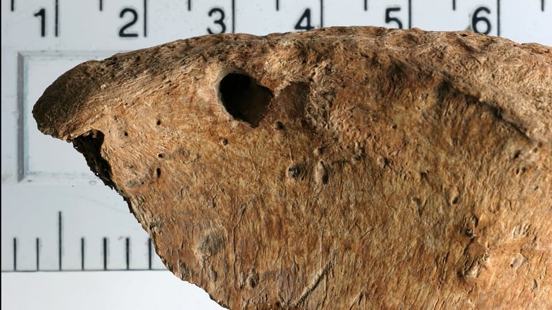 The remains of a gladiator had a series of unusual puncture marks on his pelvis.