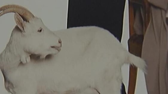 The Goat at The Project (2005)