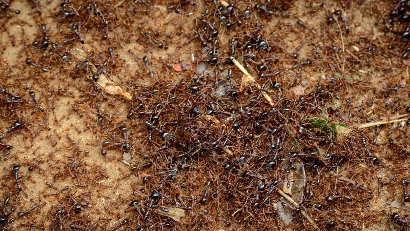 Swarming African ants. The four men are charged with smuggling 5,000 queen ants (file image)