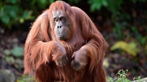 Leonie arrived in Dublin from Rotterdam Zoo in 1984