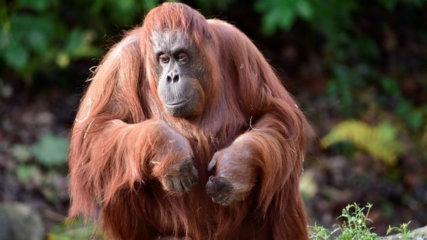 Leonie arrived in Dublin from Rotterdam Zoo in 1984