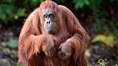 Dublin Zoo mourns ‘iconic’ Orangutan
