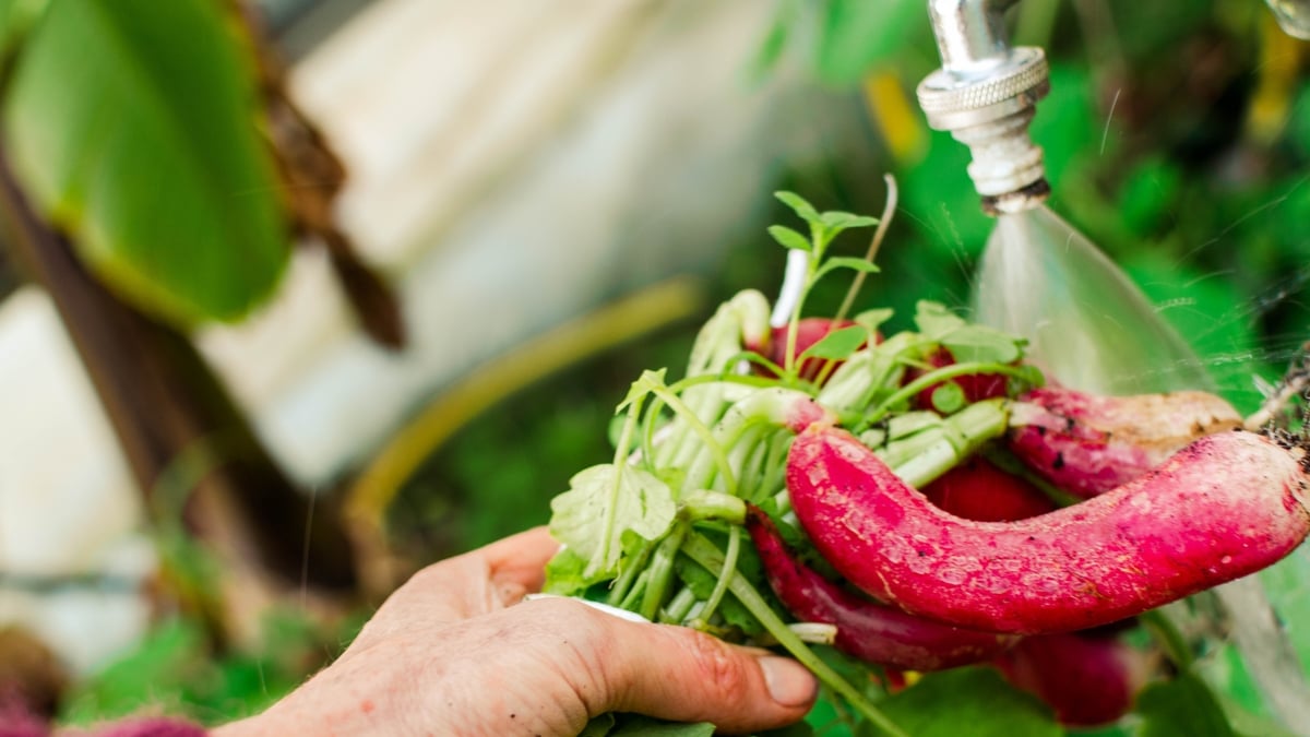 Embrace the flavour and crunch of Spring salads!  