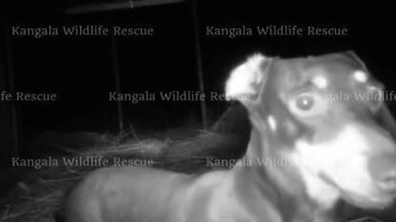 Snatches of black-and-white video showed Valerie regularly visiting a trap site, set up with a dog crate, blankets and toys (Kangala Wildlife Rescue)