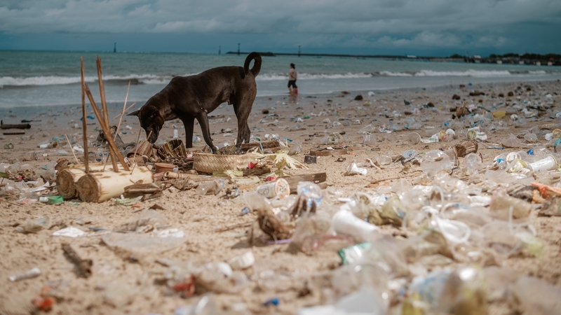 A dog inspects plastic waste that washed up on Kedonganan Beach in Bali, Indonesia