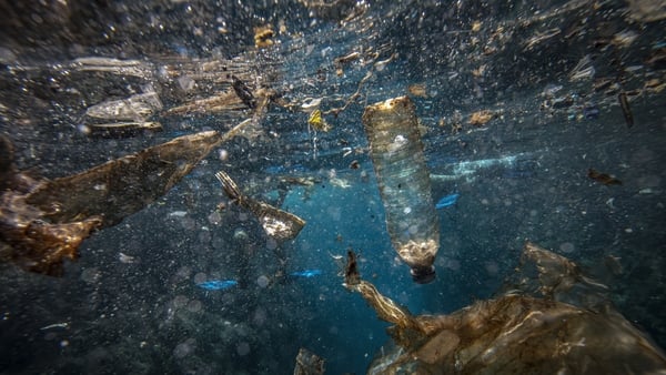 Researchers analysed necropsies from more than 10,000 animals in a bid to model how different types of plastic can affect marine life