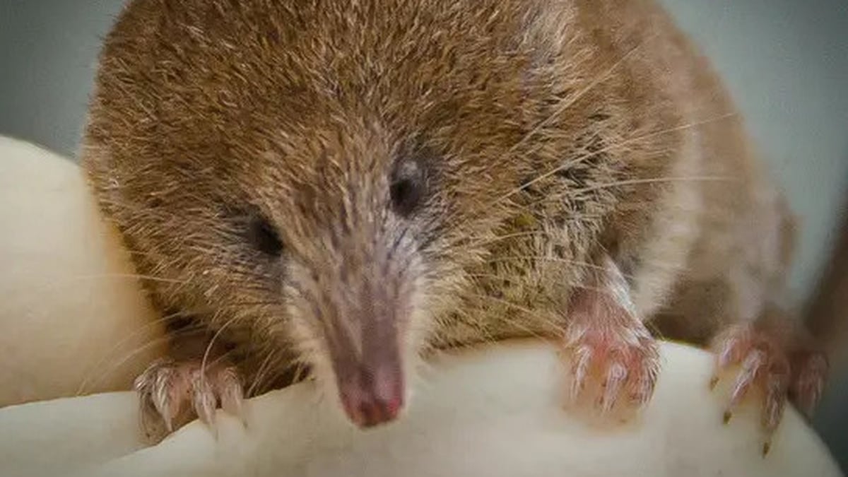 Naturefile - The pygmy shrew
