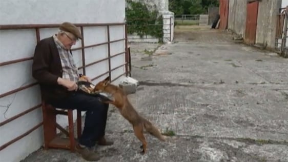 Tony Bergin in his County Offaly yard feeding Covi the fox, 2020.