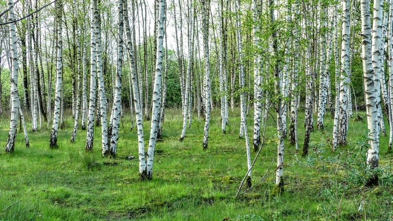 "There has never been a better time to plant native trees in Ireland." Photo: Getty Images