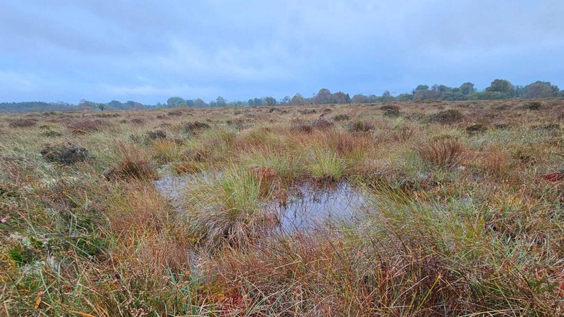 About 20% of Ireland is covered in peatland. Photo: Alessandra Accogli