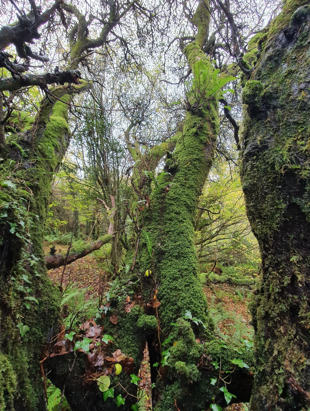 The Forest That Won't Forget
