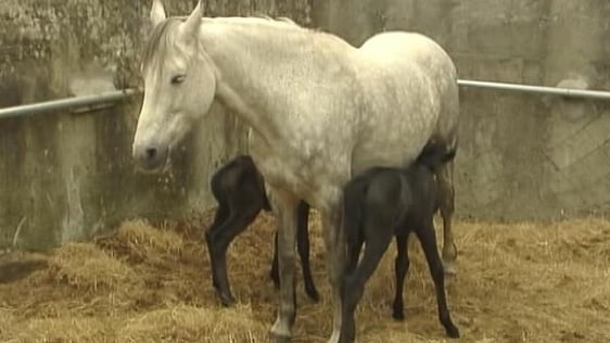 Connemara Twin Foals (2005)