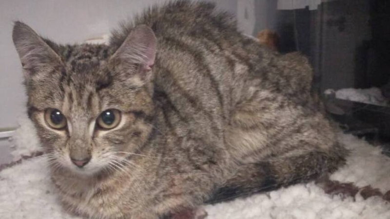 The cat is being nursed back to full health at the Galway SPCA