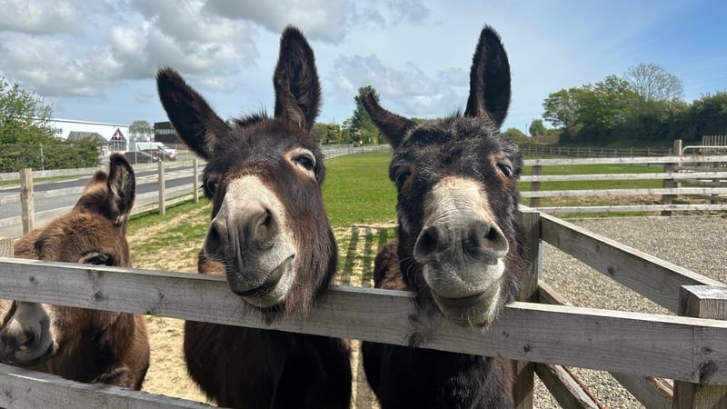Wags and Trey the donkeys live on a couple's farm in Rathnew, Co Wicklow