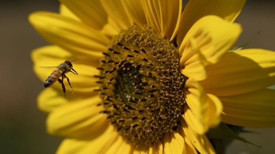 Irish honey bee in flight as it approaches sunflower © Getty Images