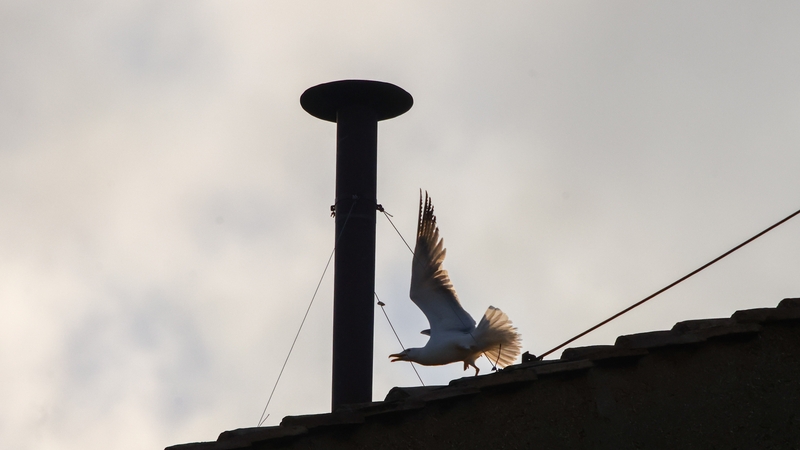 A seagull, perched on the roof the Sistine Chapel, provided some relief for eager crowds