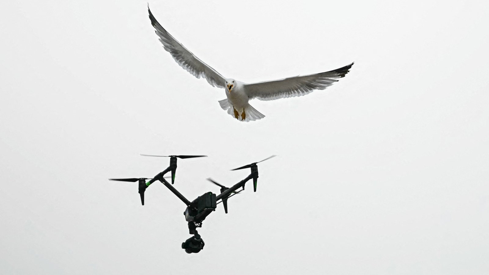 Among the crowds, drones and seagulls alike were competing for a birds-eye view