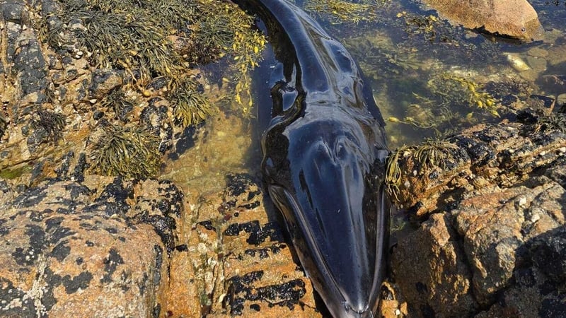 A minke whale calf became stuck on the Galway coast