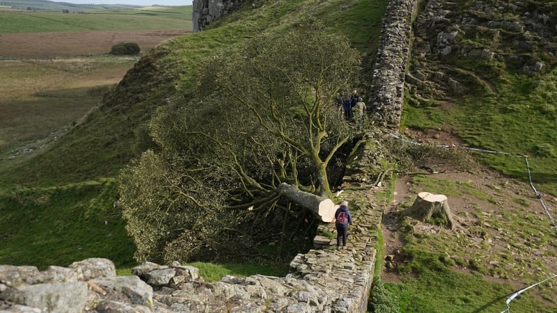 The sycamore, estimated to be almost 200 years old, stood at the centre of a dip in the landscape alongside the historic Hadrian's Wall in northern England