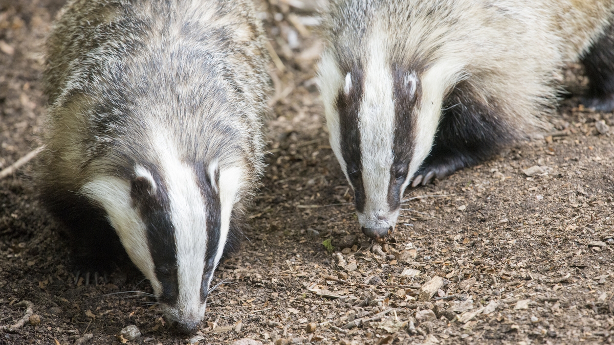 TB eradication among animals