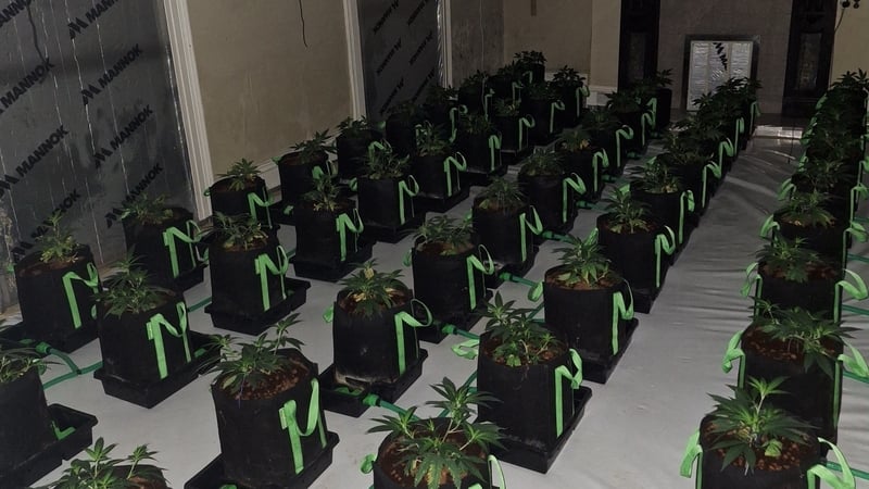 Approximately 200 cannabis plants were discovered in a house in Blackwatertown village