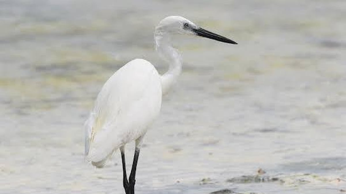 Naturefile - Little Egret